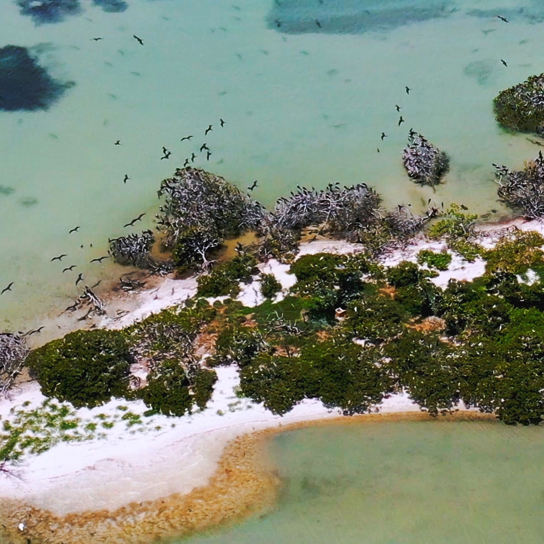 Laguna Términos Isla del Carmen